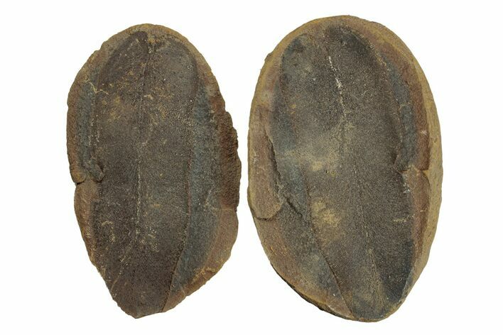 Macroneuropteris Fern Fossil Pos/Neg - Mazon Creek #270180